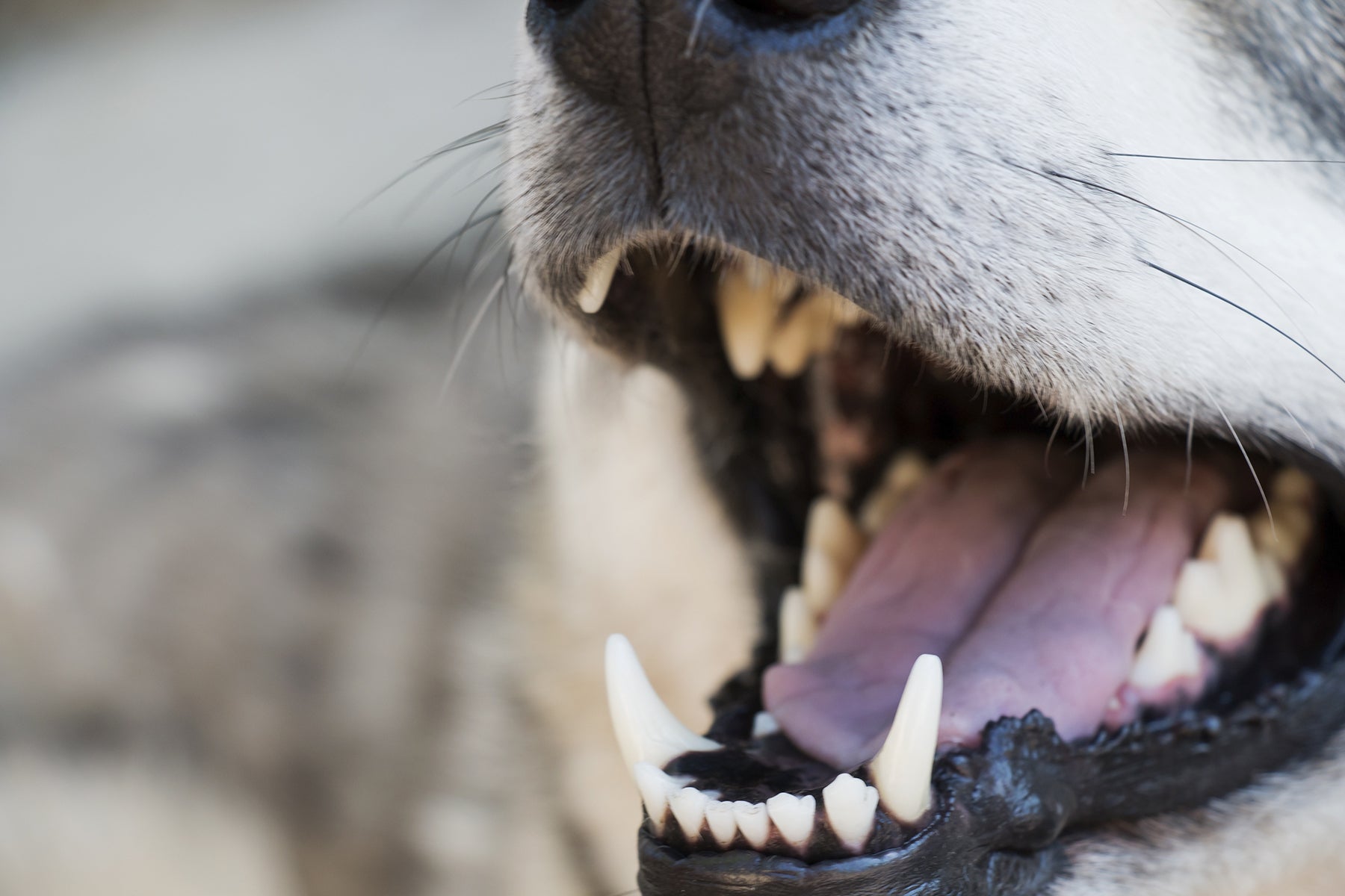 Daily Care Tips for a Long, Healthy, and Happy Life for Your Dog - AniForte UK