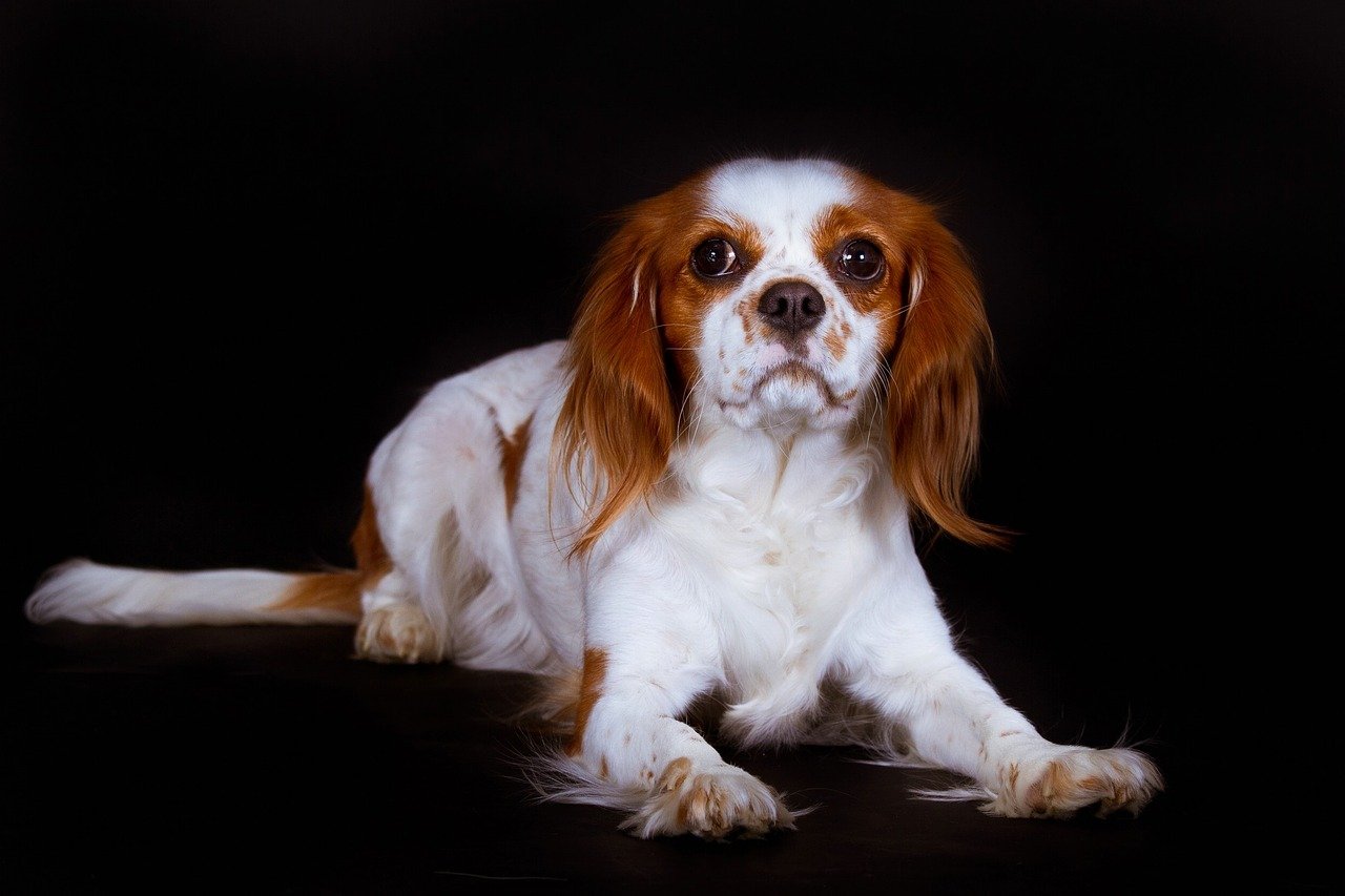 Cavalier King Charles Spaniel - Breed Portrait - AniForte UK