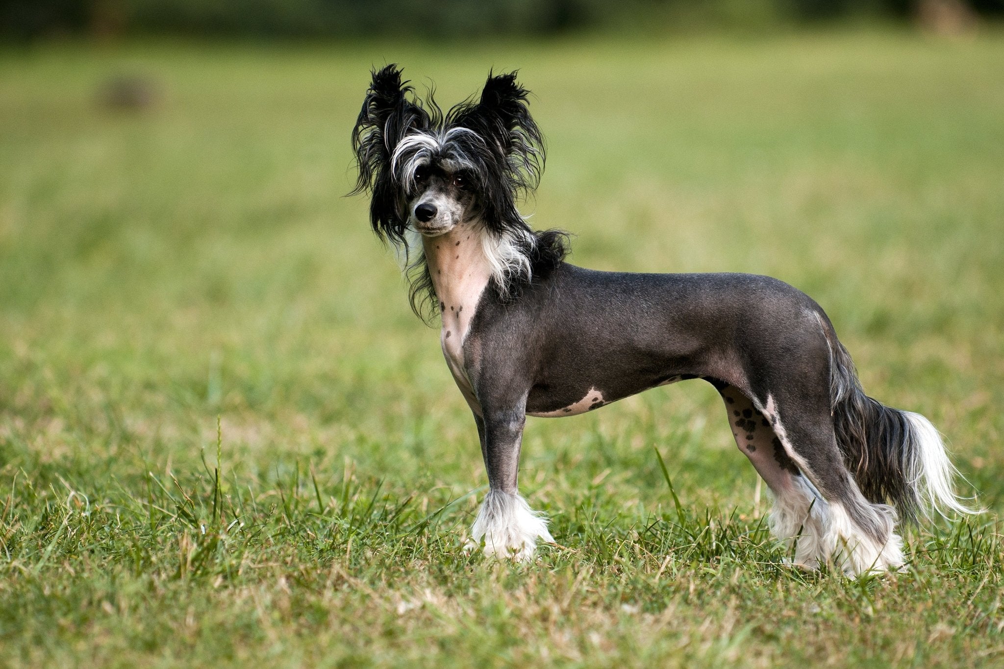 Chinese Crested Dog – Breed Portrait - AniForte UK