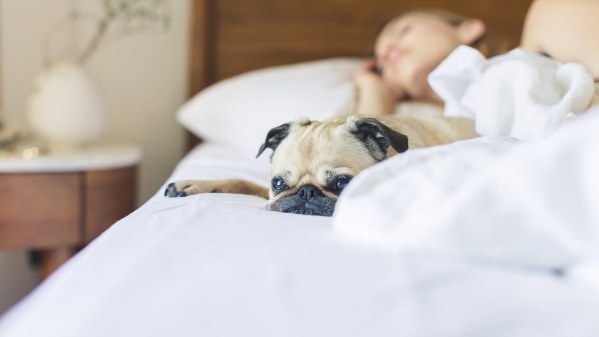 Fireworks and Your Dog: How to Keep Them Calm on the Night - AniForte UK