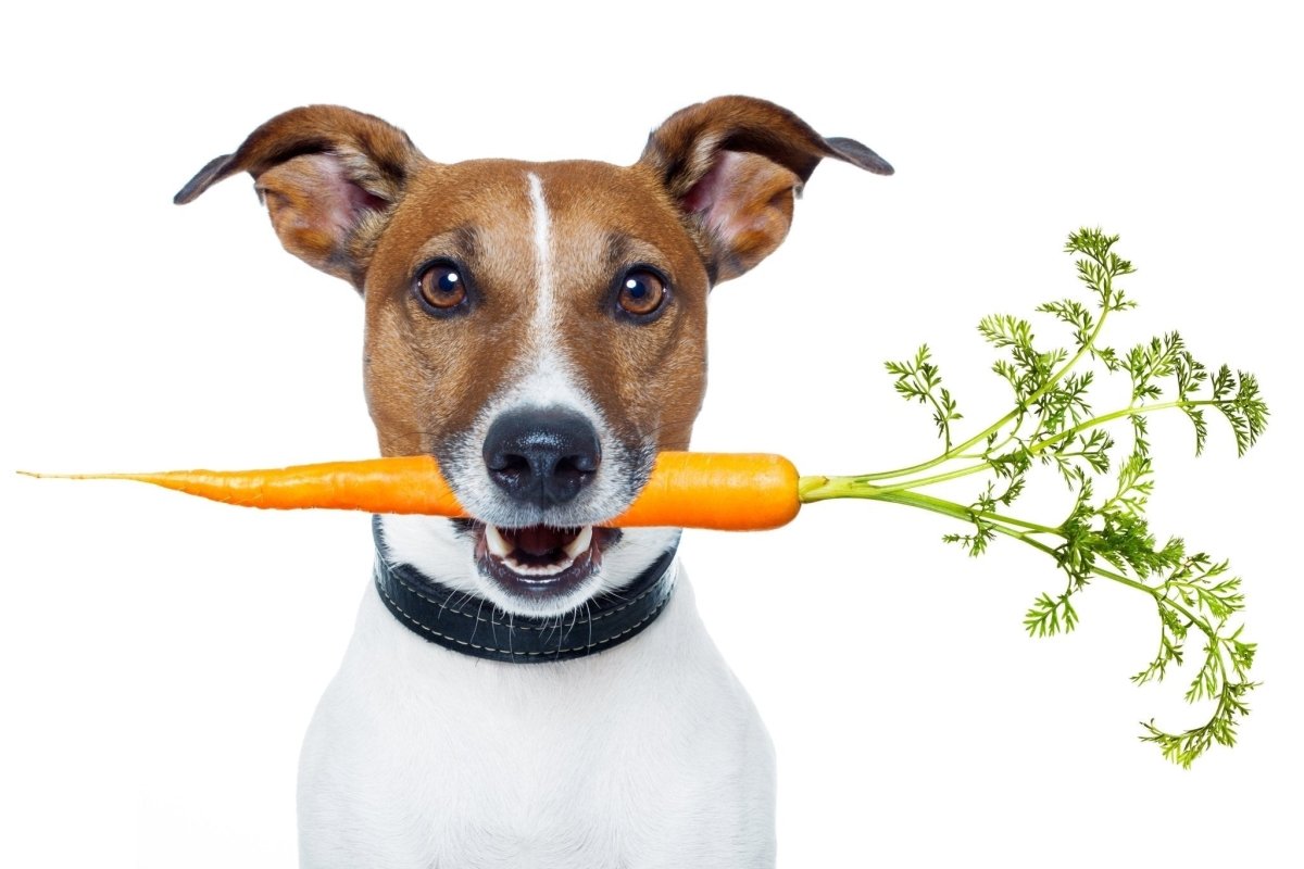 Portion sizes that fit your dog