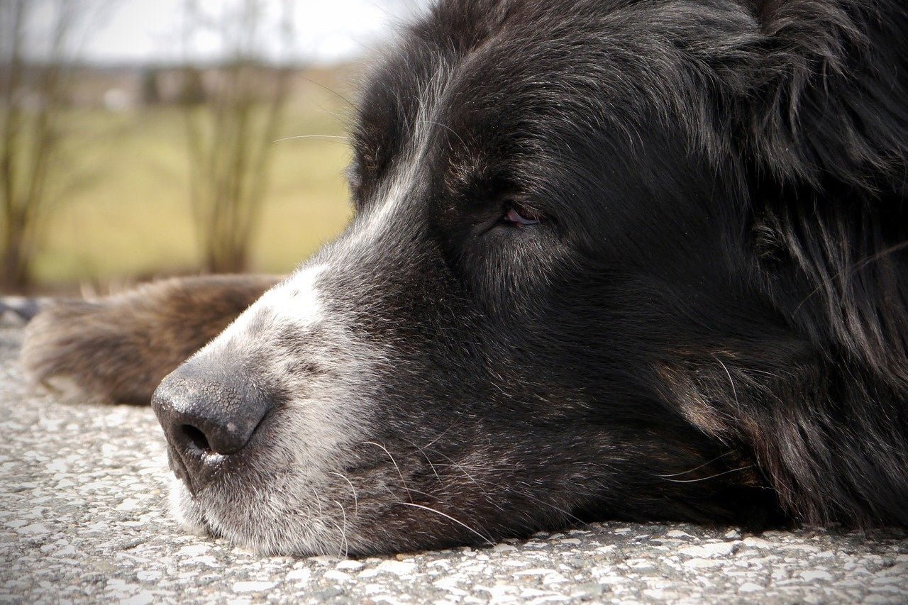 How Old Do Dogs Get? - AniForte UK