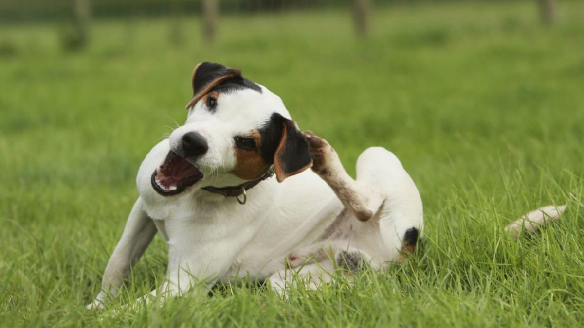 How to avoid fleas and ticks on your pet this summer - AniForte UK