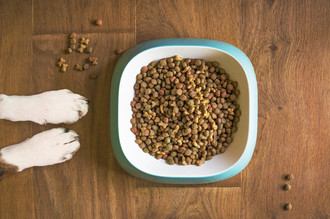 Tips to Help Your Dog Eat More Slowly - AniForte UK