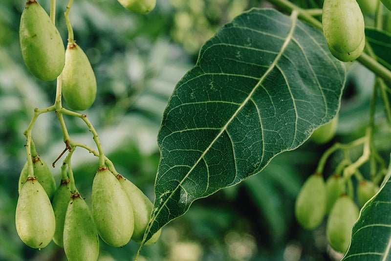 Margosa Extract From the Neem Tree - A Natural Parasite Repellent - AniForte UK