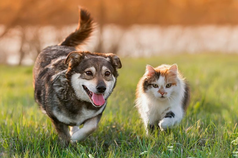 Methylsulfonylmethane (MSM Powder): Benefits for Animal Joints - AniForte UK