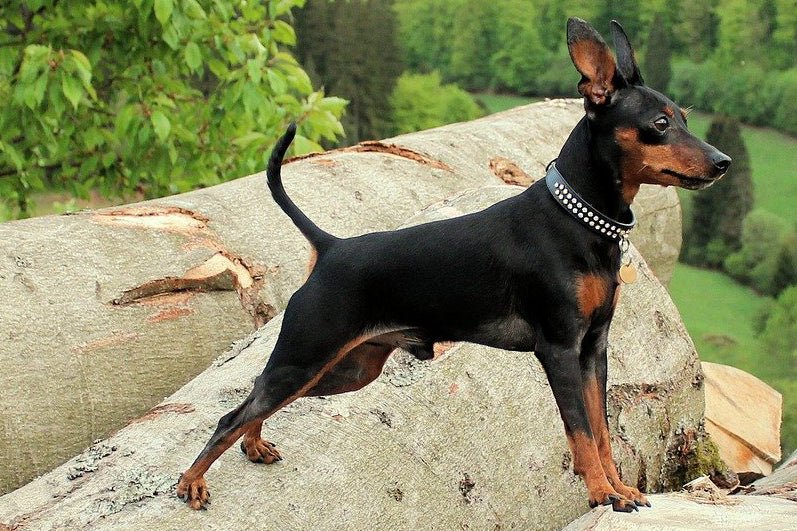 Miniature Pinscher - Breed Portrait - AniForte UK