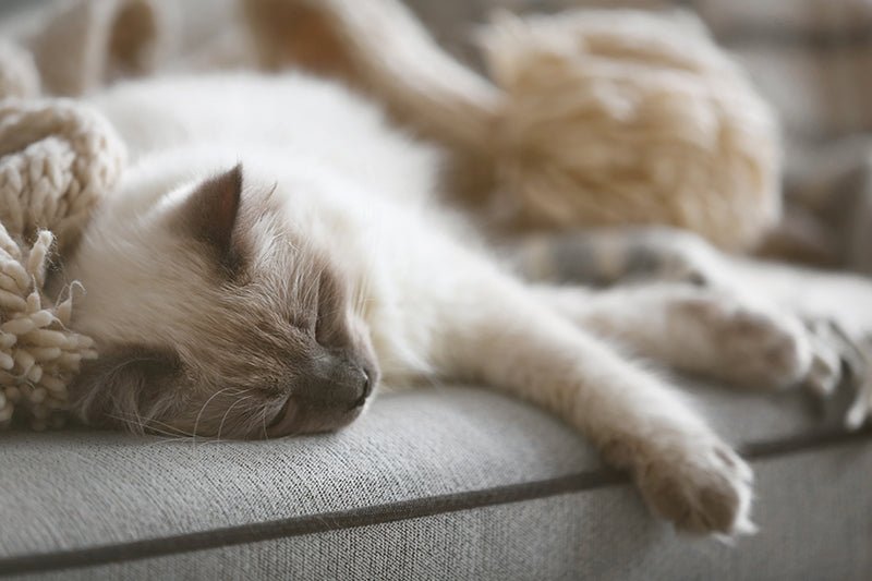 Osteoarthritis in cats - recognise joint problems & treat them naturally - AniForte UK