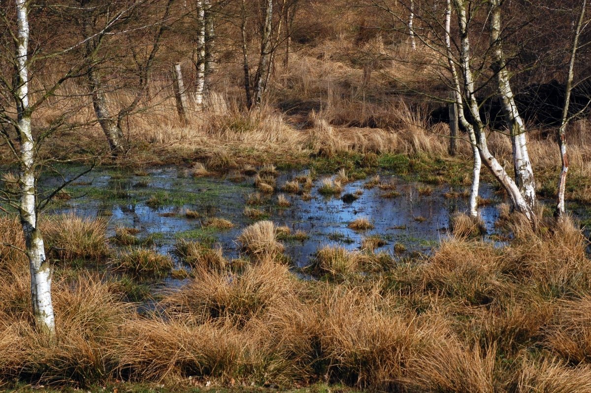 Our Moor Mud: A Sustainable Approach to Peat Extraction - AniForte UK