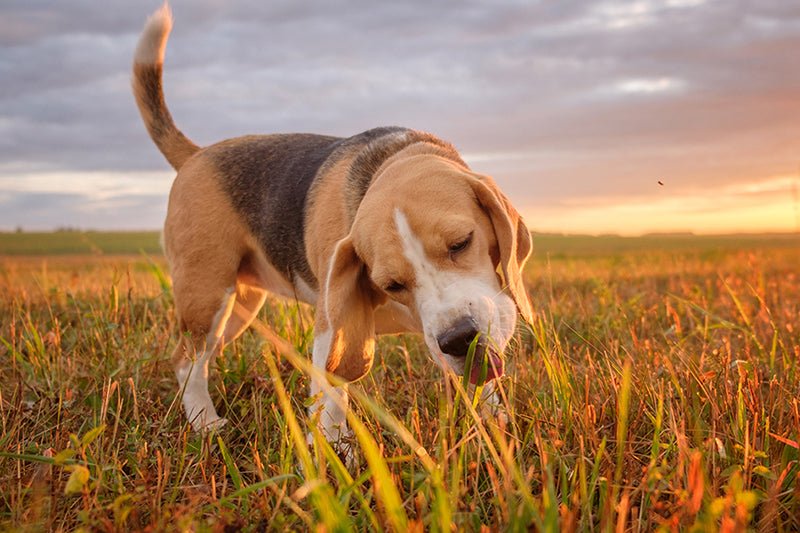 Managing Your Dog's pH Balance: Recognising and Treating Acidity - AniForte UK