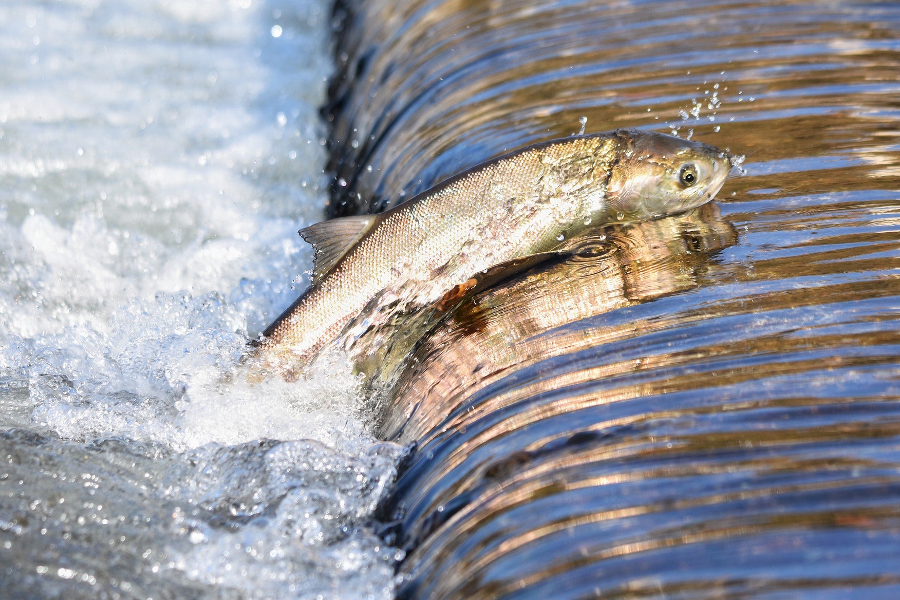 Salmon Oil for Dogs and Cats - AniForte UK