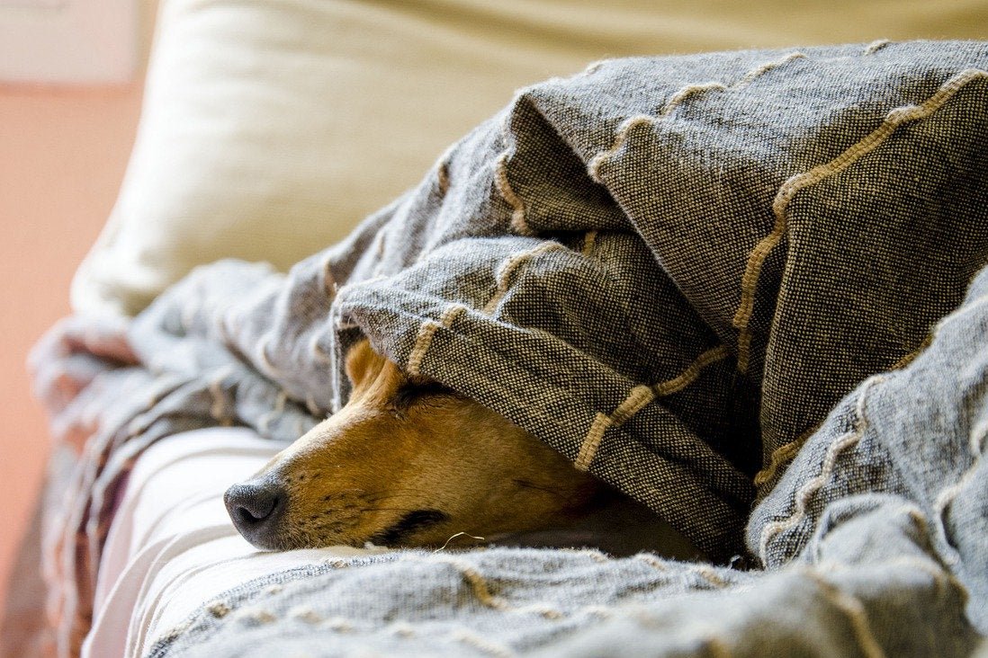 Spring Fatigue in Dogs: Understanding and Support - AniForte UK