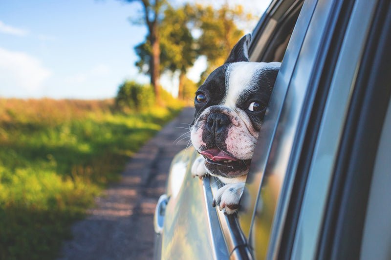 When Dogs Travel - How to Prepare for a Relaxing Holiday - AniForte UK