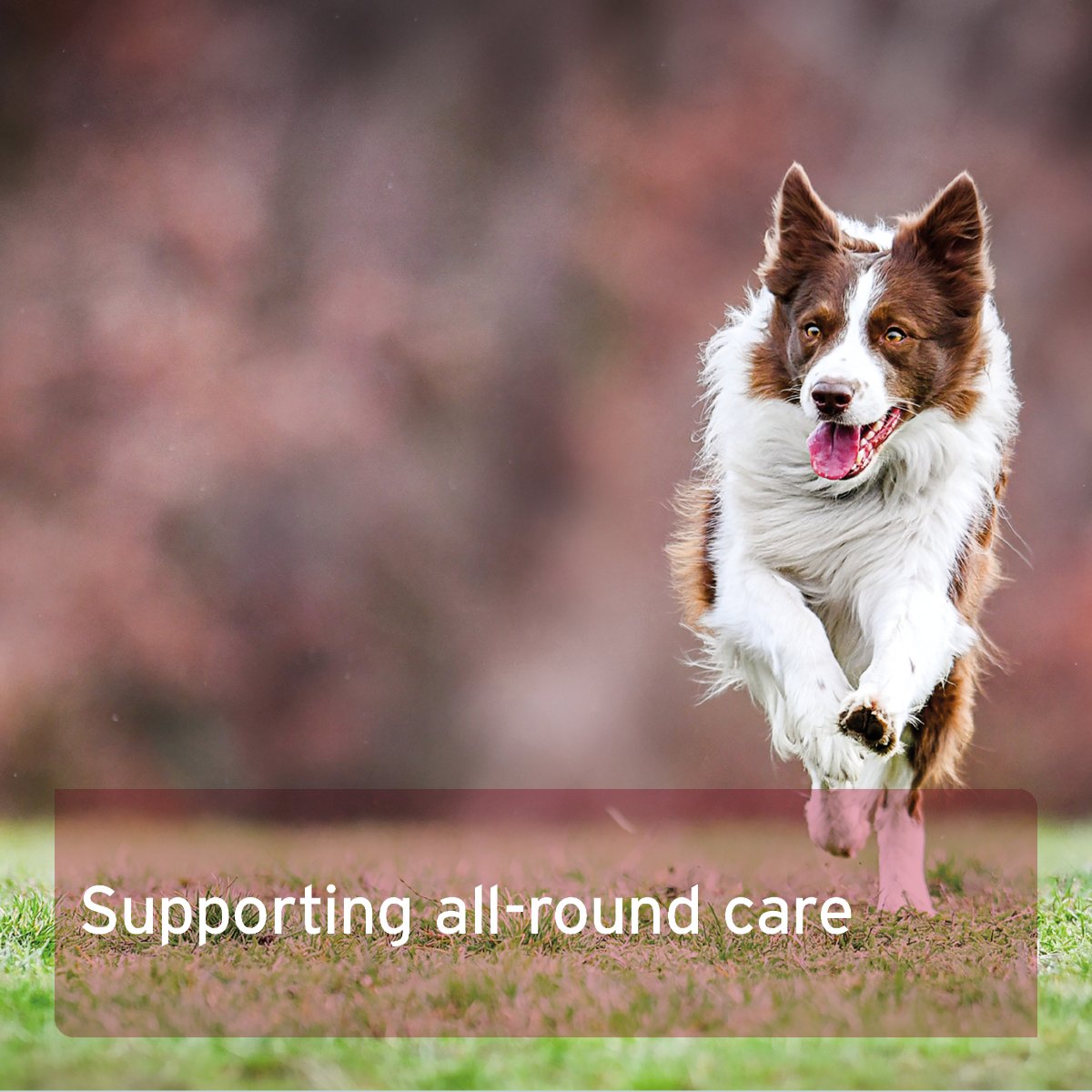 4in1 Complete for Dogs 250g - Advanced Health Supplement - AniForte UK