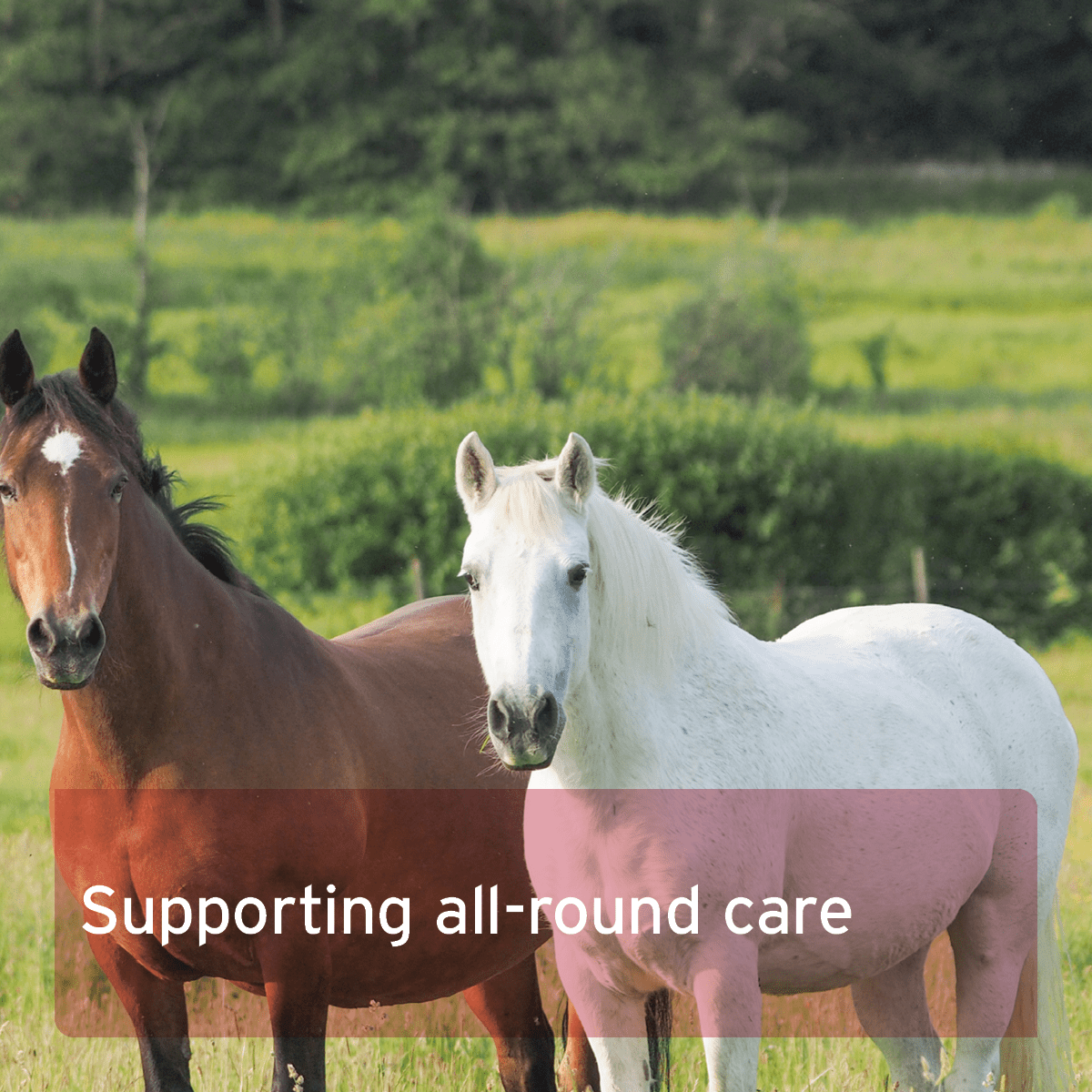 4in1 Complete Horse - AniForte UK