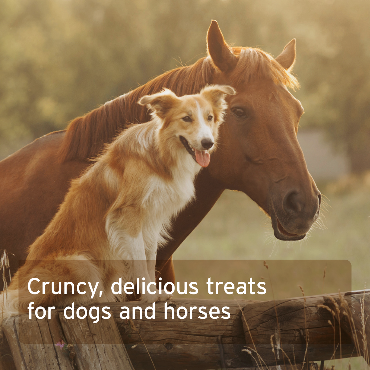 AniForte® Organic Coconut Sticks