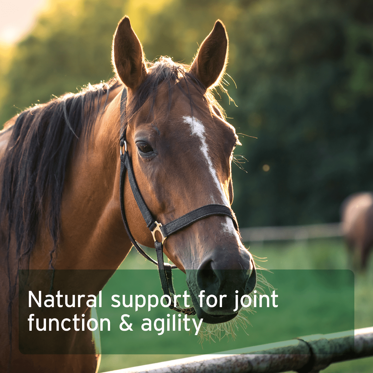African Devil's Claw For Horses - AniForte UK