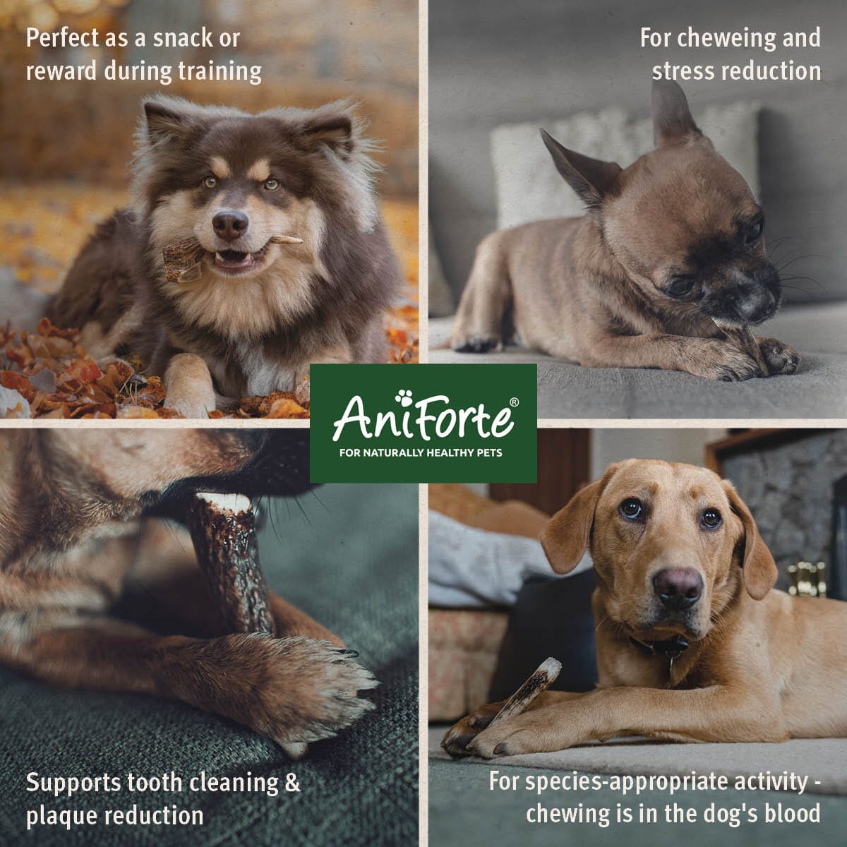 AniForte® Deer Antler - Natural Dental Chew for Dogs - AniForte UK