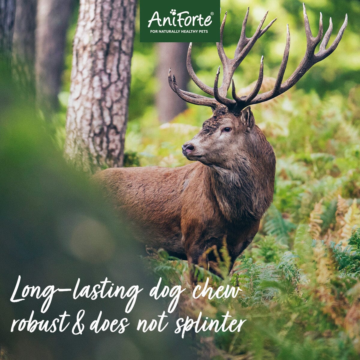 AniForte® Deer Antler - Natural Dental Chew for Dogs - AniForte UK