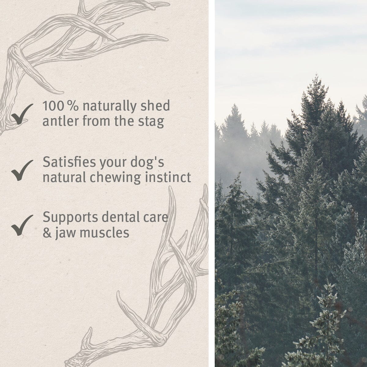 AniForte® Deer Antler - Natural Dental Chew for Dogs - AniForte UK