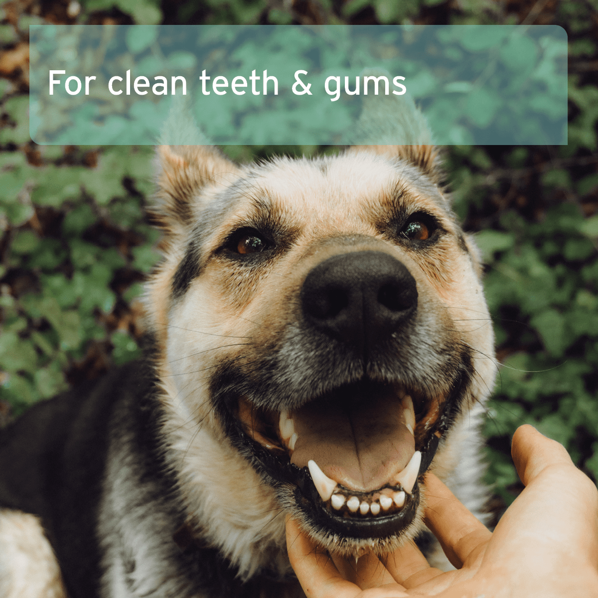 AniForte® Denta Clean & Care Fingerpads - 50 Pieces - AniForte UK