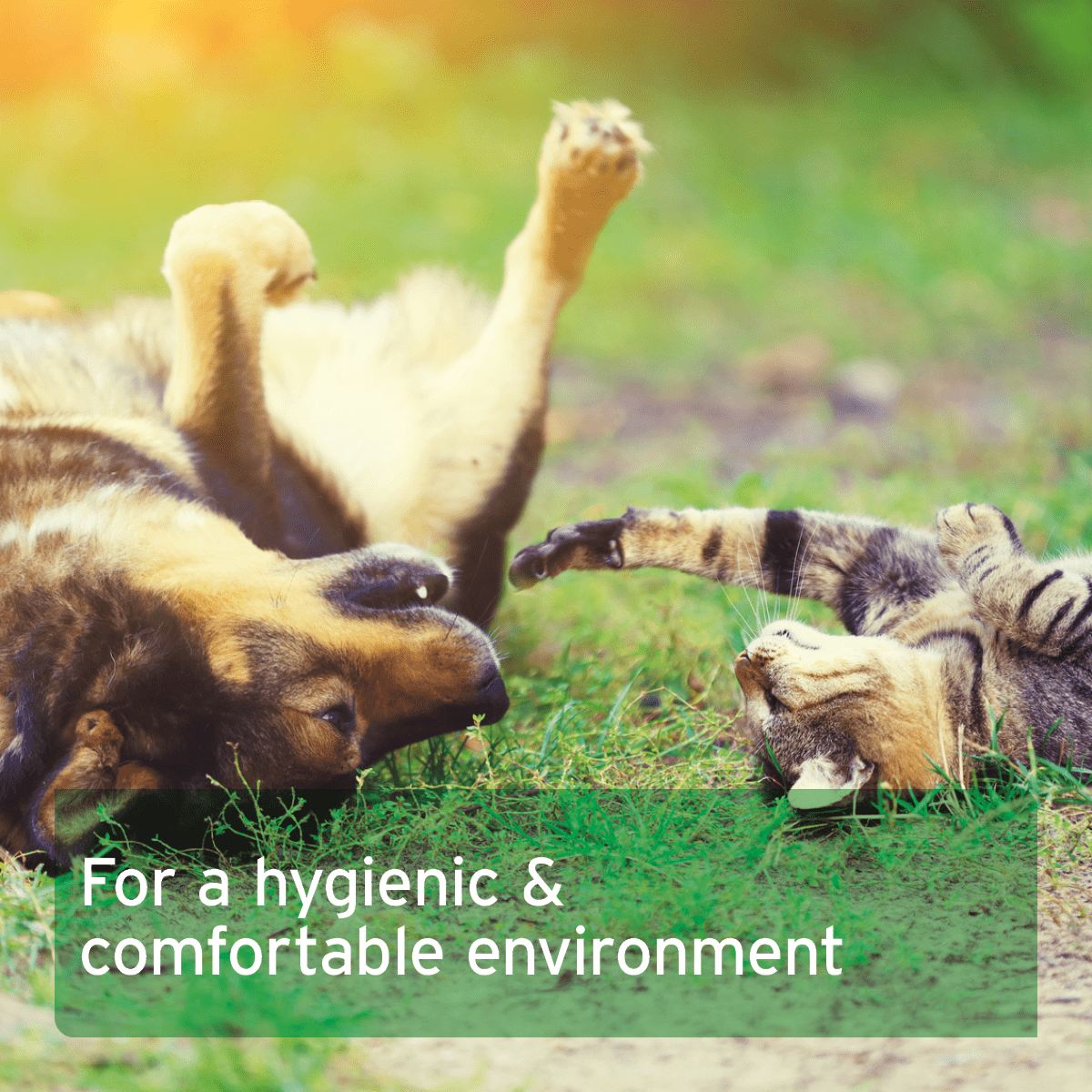 AniForte® Diatomaceous Earth Powder 50g - Parasite Treatment and Prevention - AniForte UK