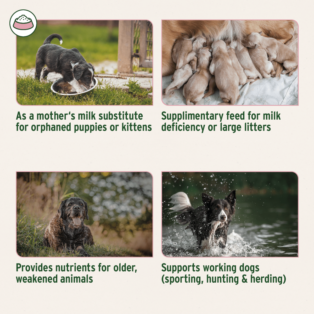 AniForte® Goat Milk Powder 500g - AniForte UK