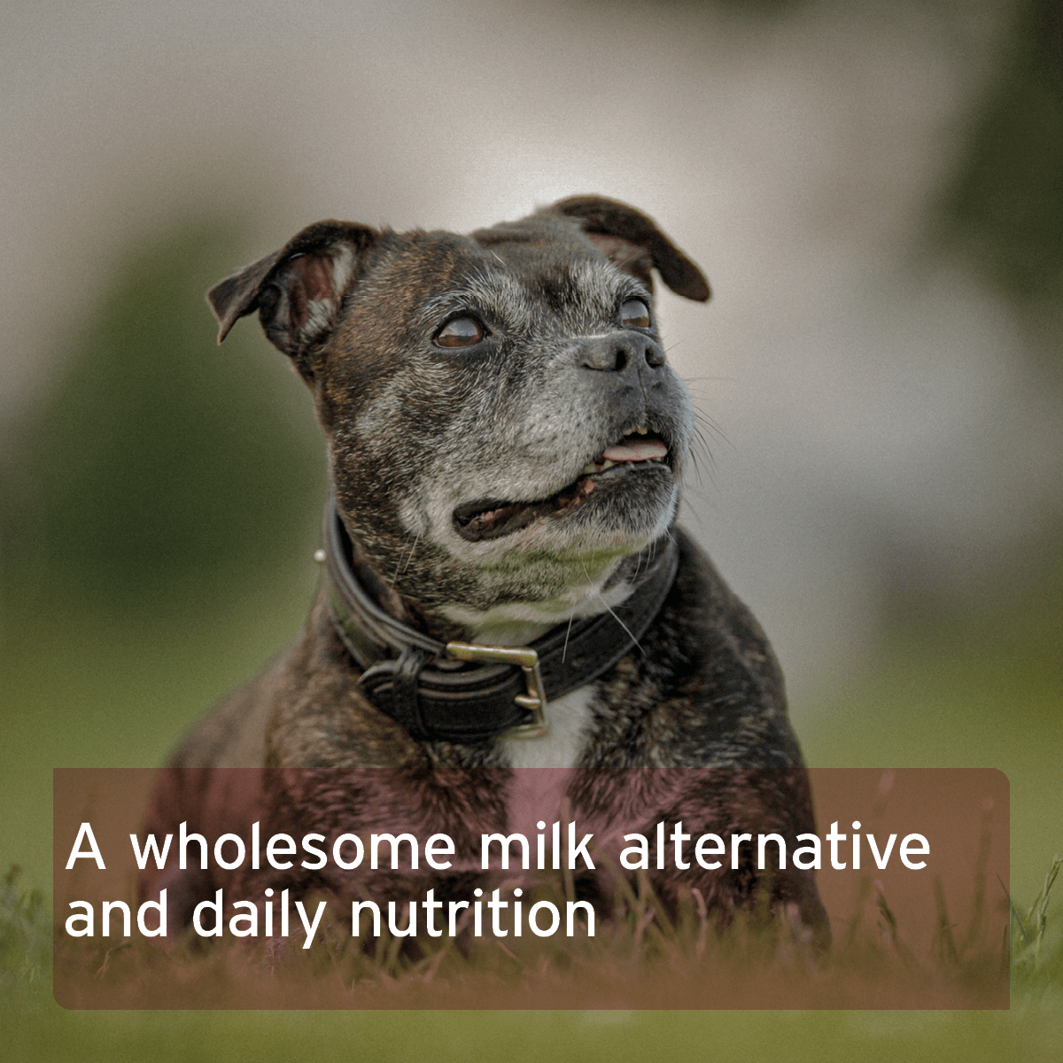 AniForte® Goat Milk Powder 500g - AniForte UK