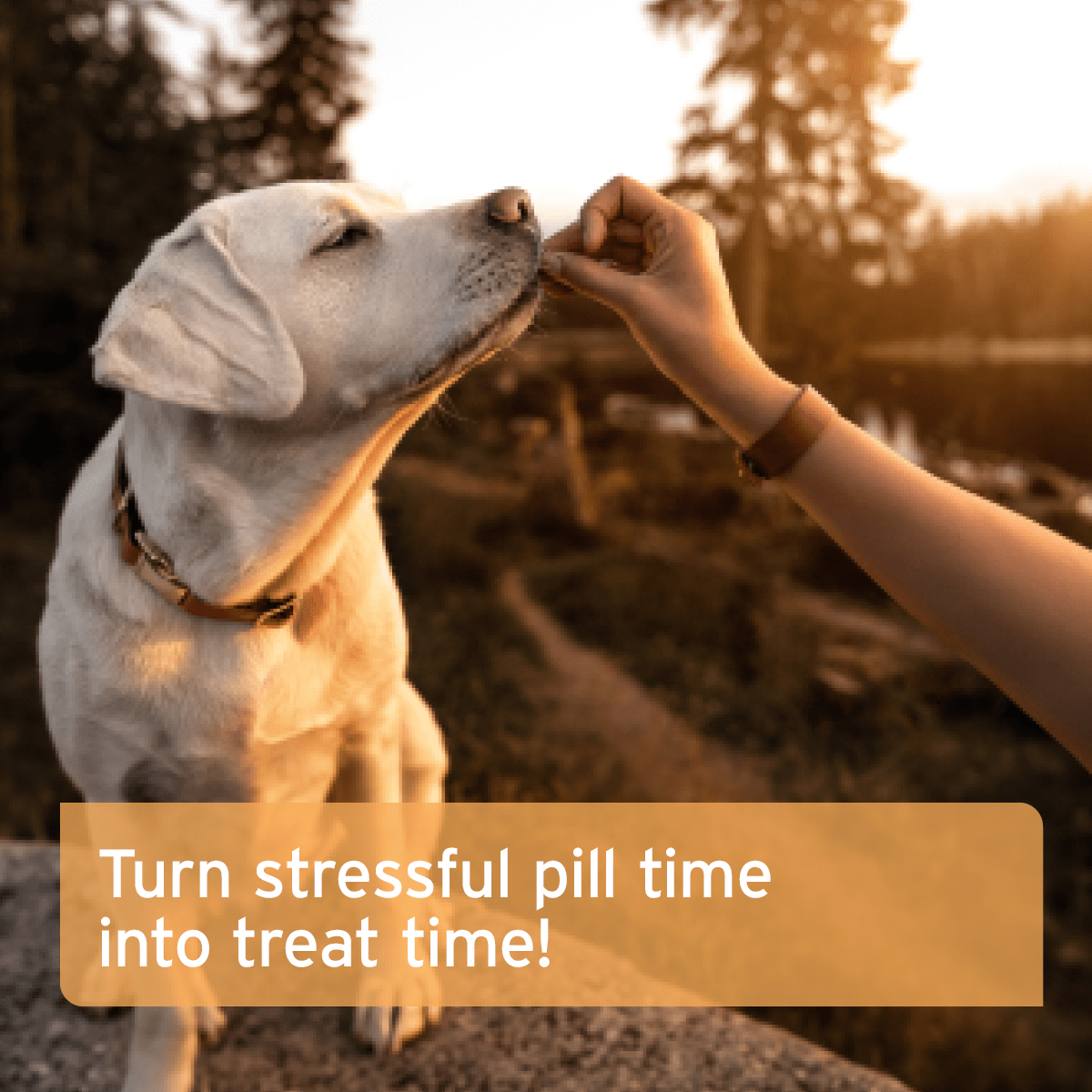 AniForte® Hideaway Snack - AniForte UK