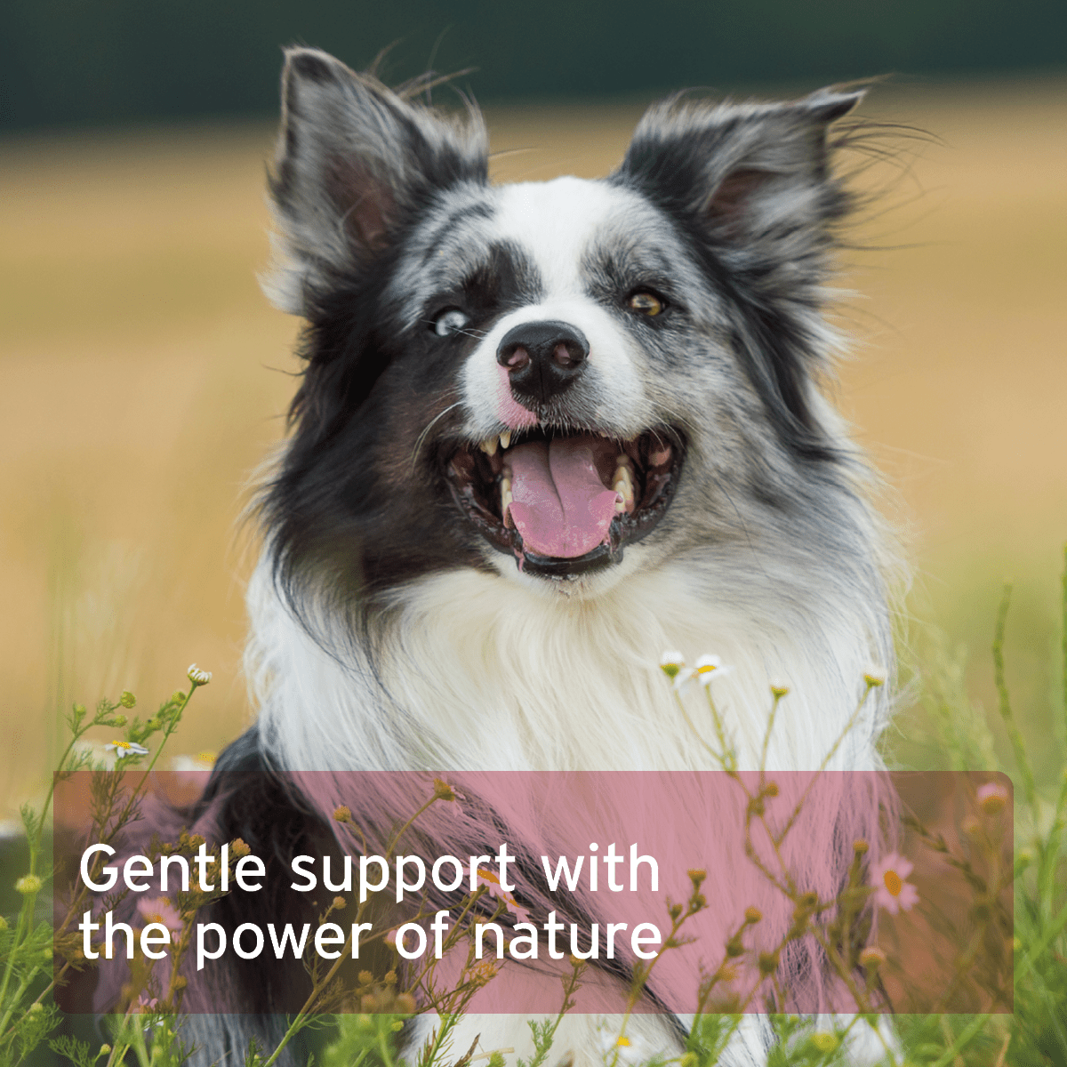 AniForte® Hormone Balance - For Female Dogs - AniForte UK