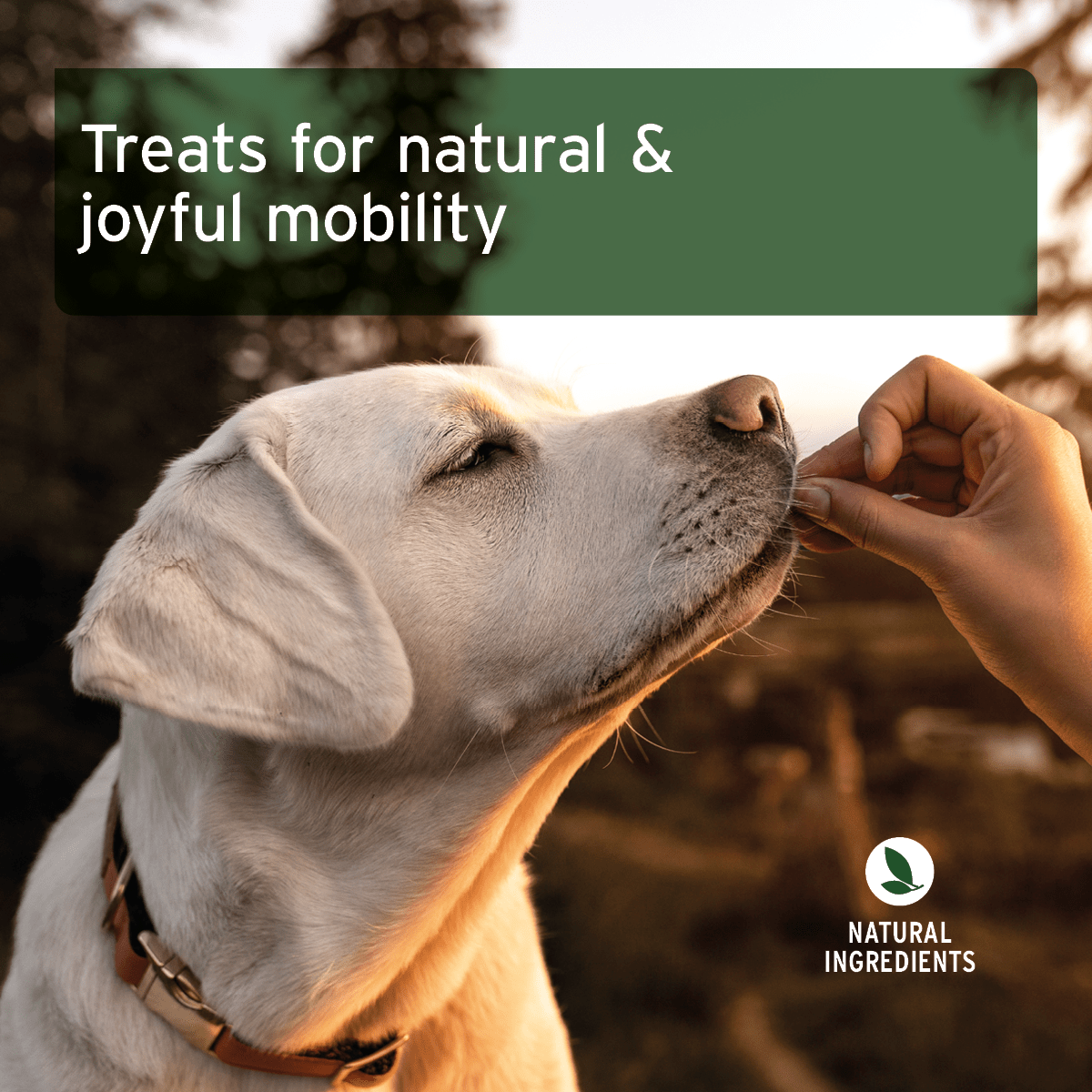 AniForte® Joint Snack - AniForte UK