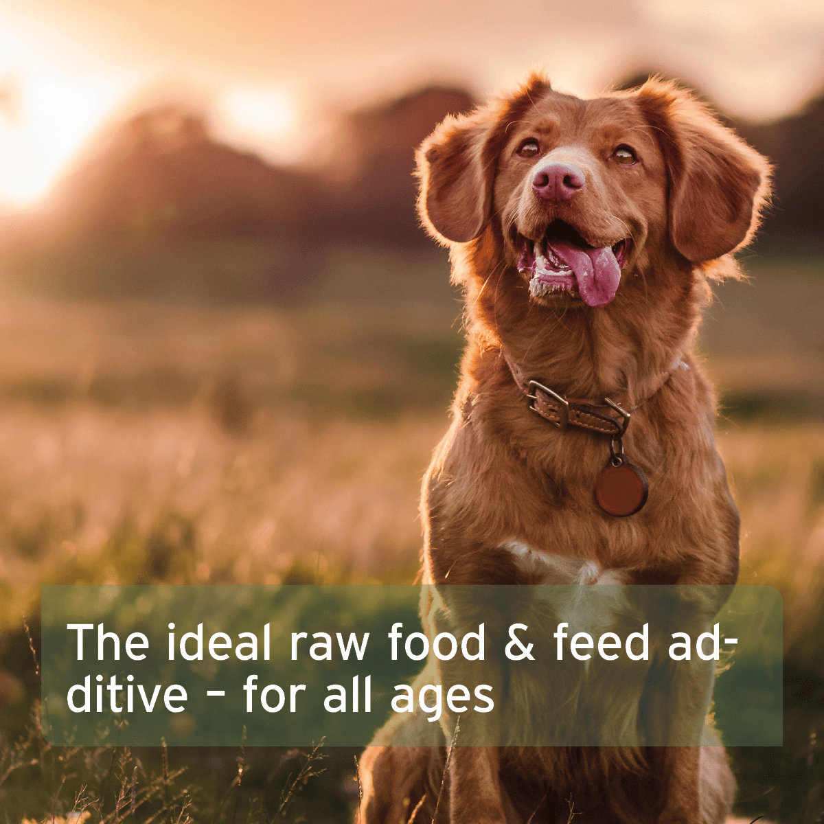 AniForte® Organic Puree Taster Pack 3x 150g - AniForte UK