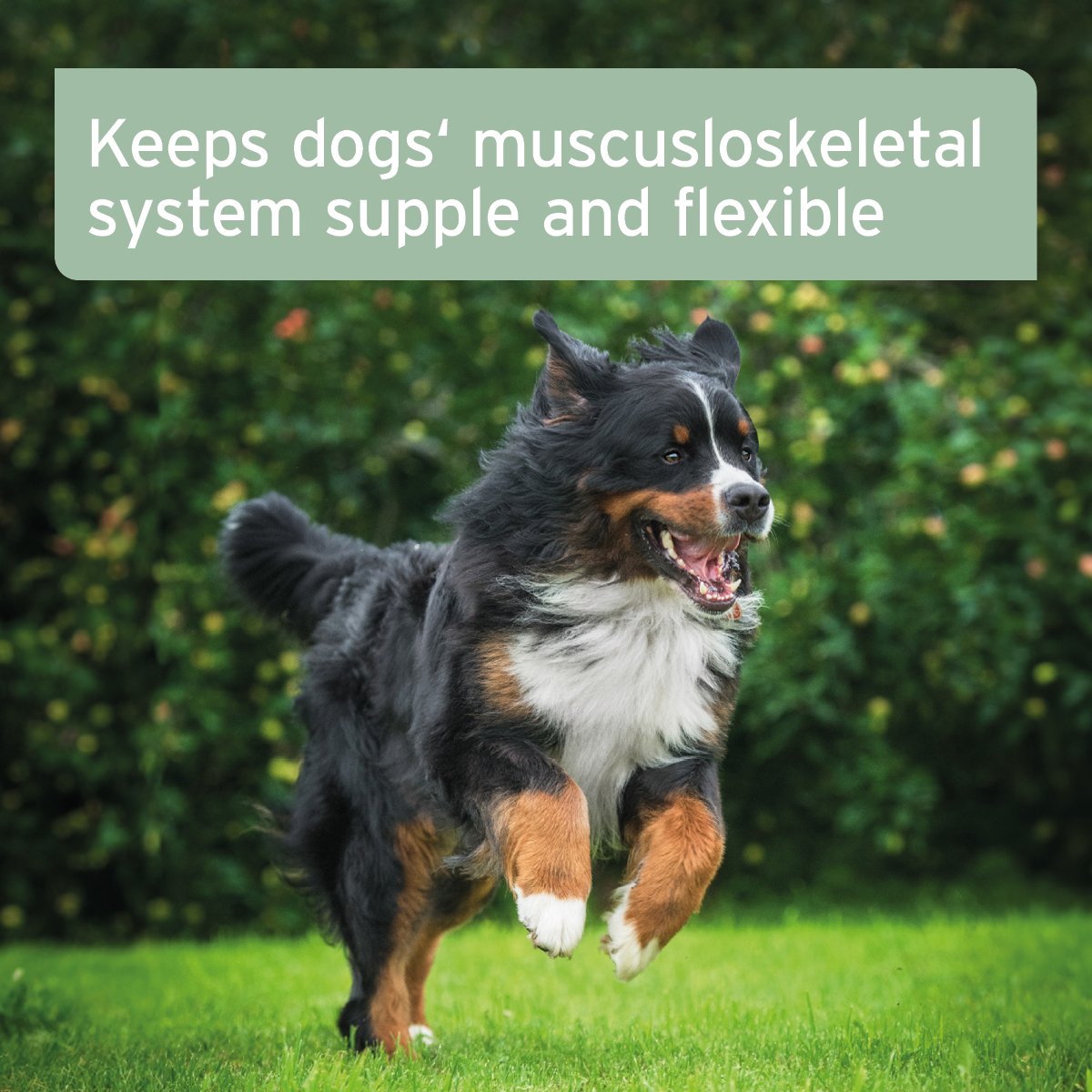 Aniforte® plus Arthro Omega Oil - AniForte UK