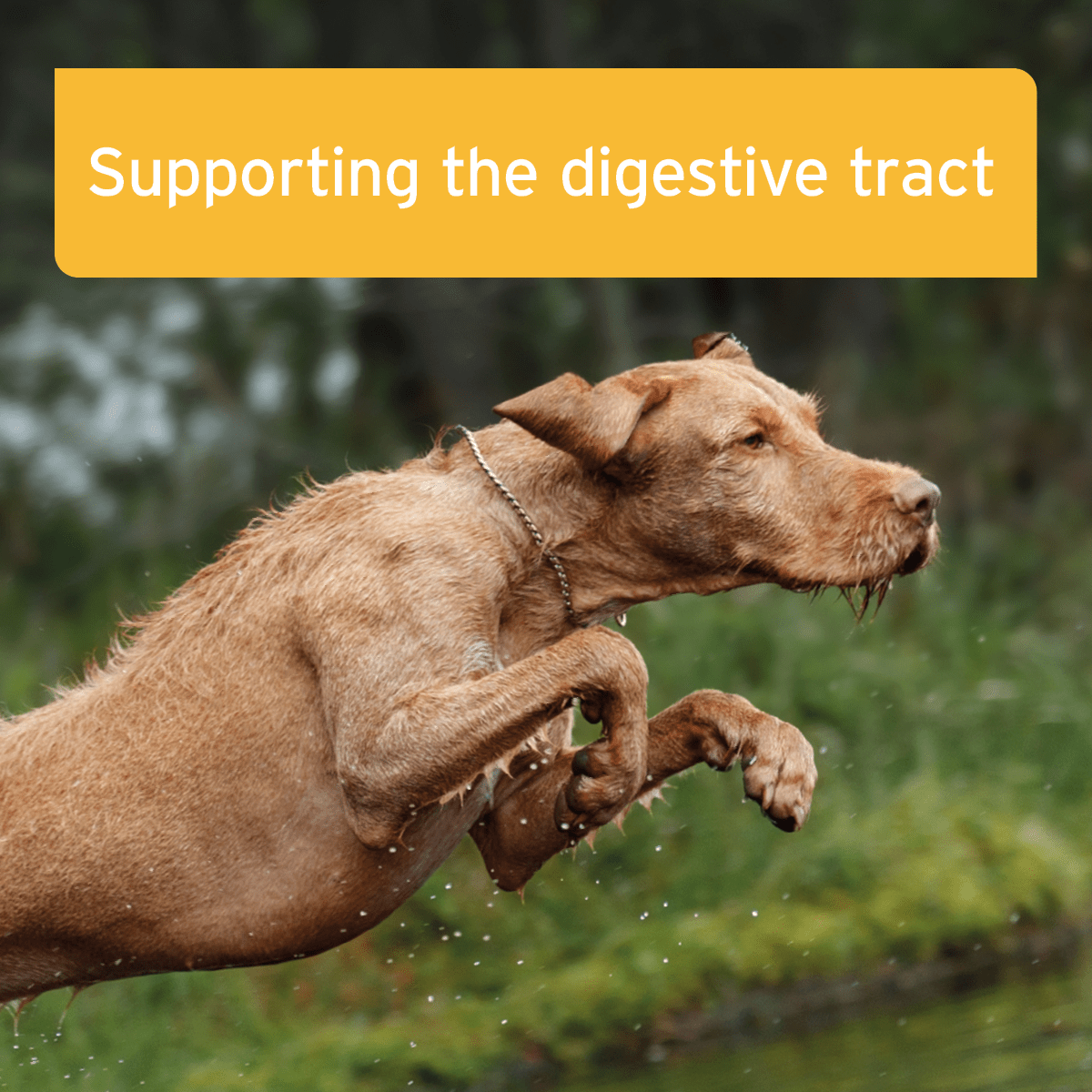 AniForte® plus Stomach & Intestine 90 Tablets - AniForte UK