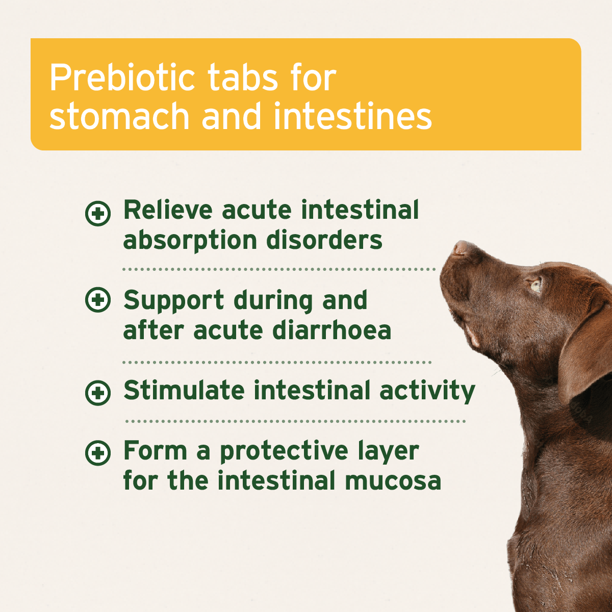 AniForte® plus Stomach & Intestine 90 Tablets - AniForte UK