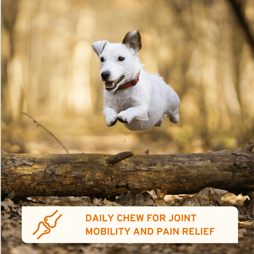 AniForte® Professional Flexi Protect - AniForte UK