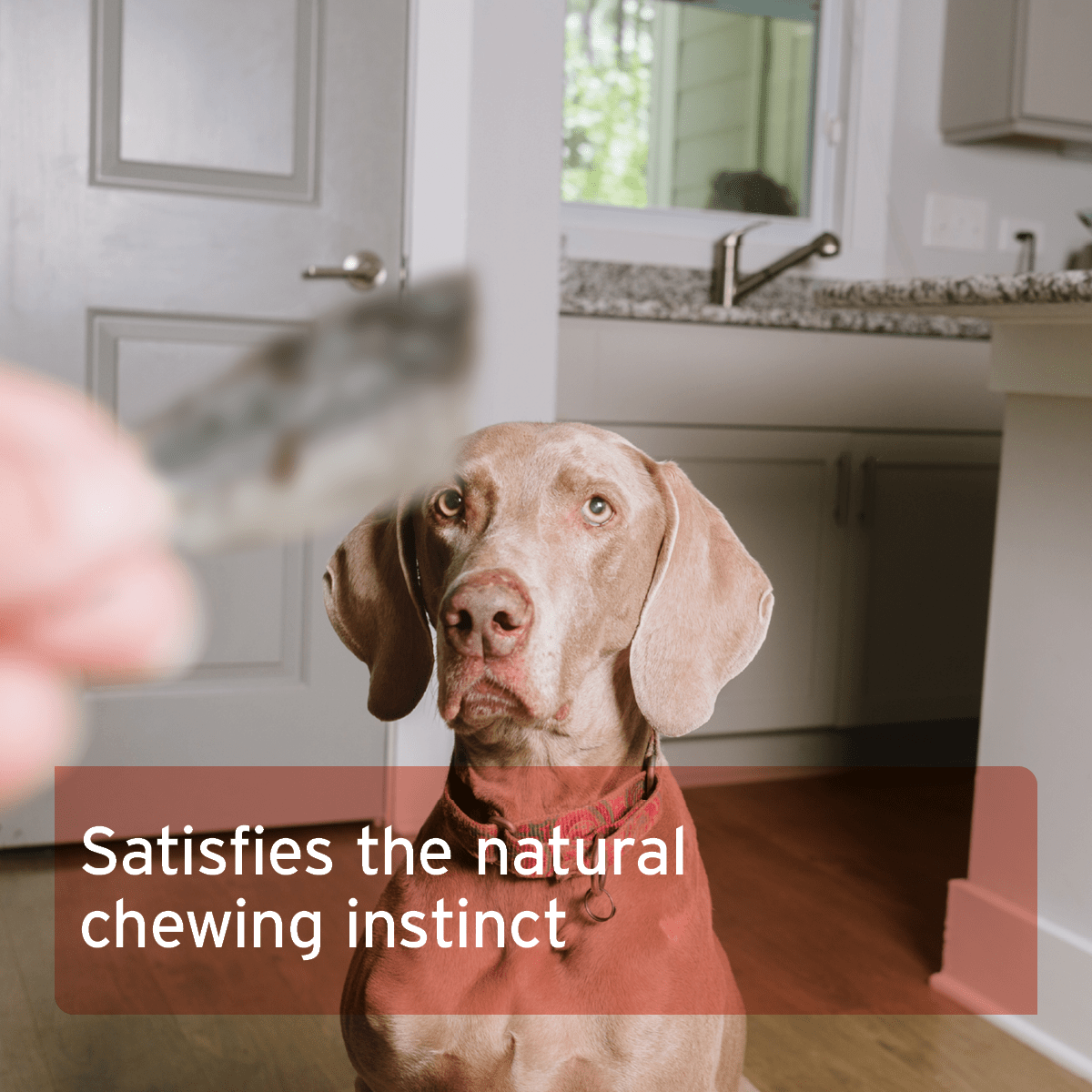 AniForte® Salmon Skin - AniForte UK