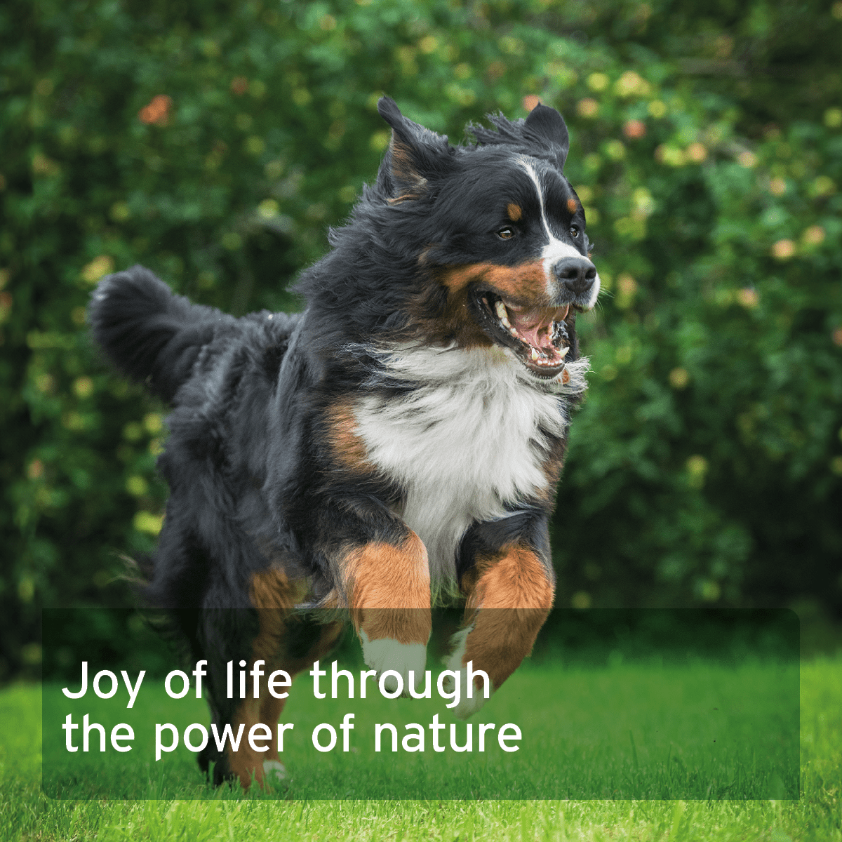 AniForte® WermiX Capsules for Dogs - 50 Capsules - AniForte UK