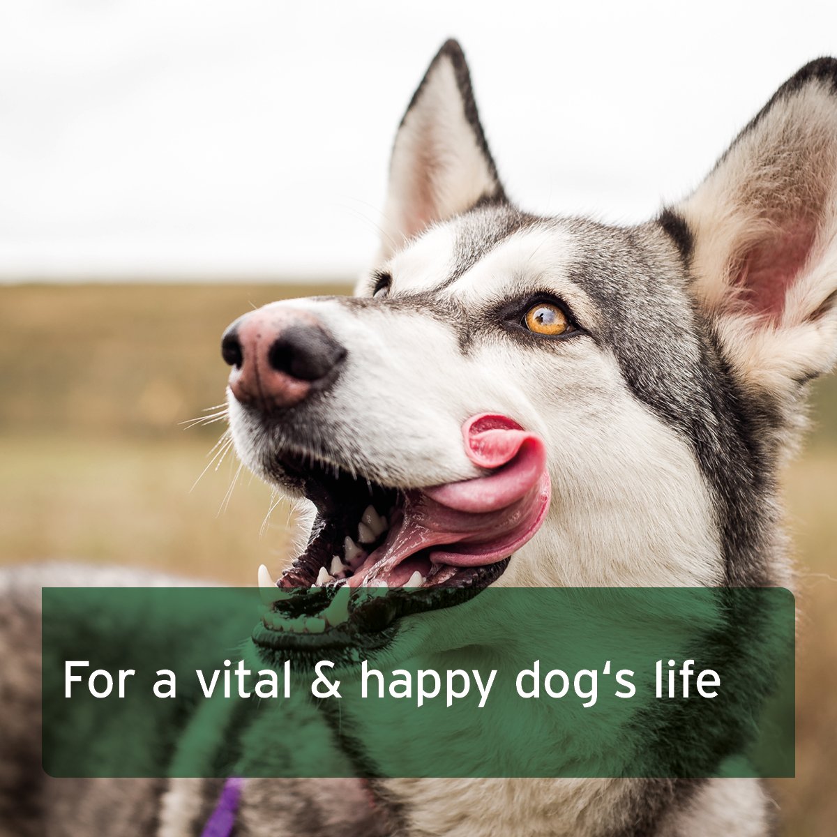 BARF Complete - Raw Dog Food Supplement - AniForte UK