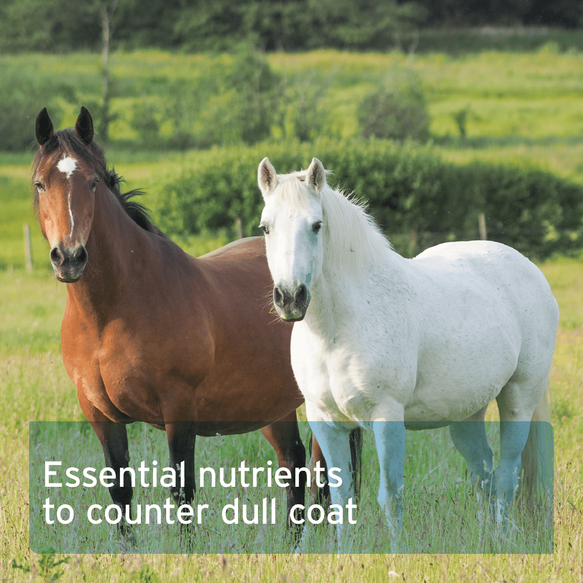 Brewer's Yeast Powder For Horses 2.5kg - AniForte UK