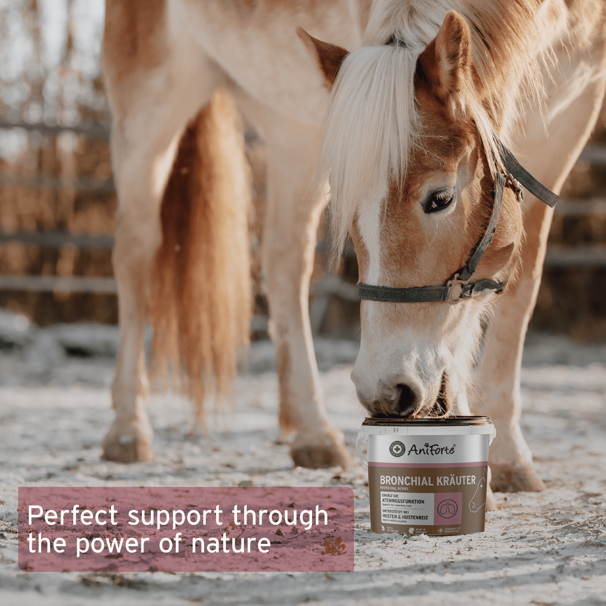 Bronchial Herbs - AniForte UK