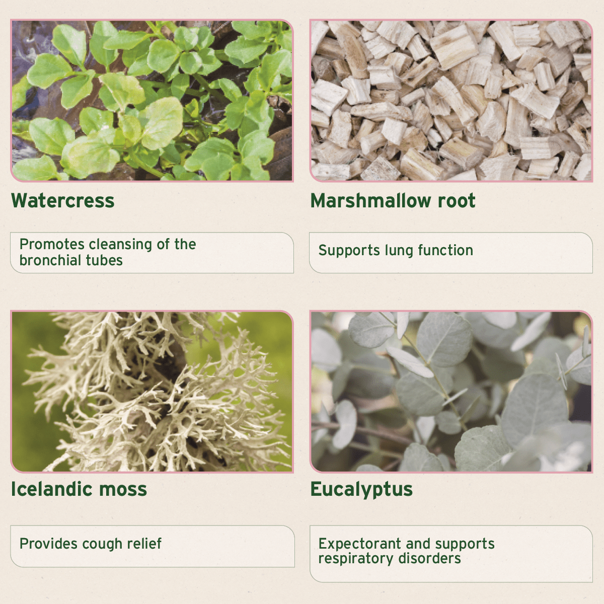 Bronchial Herbs - AniForte UK