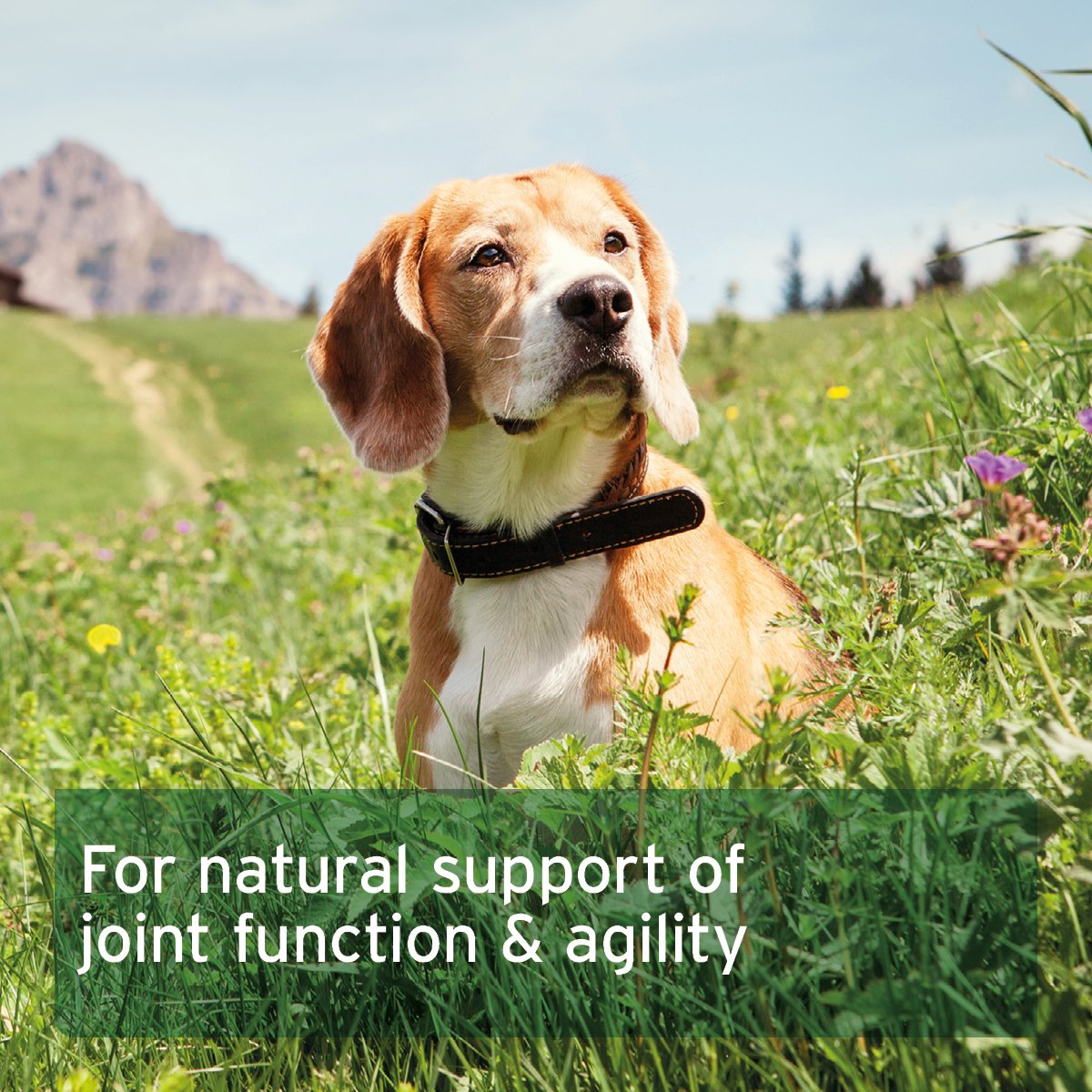 Devil’s Claw Root 100 Capsules - AniForte UK