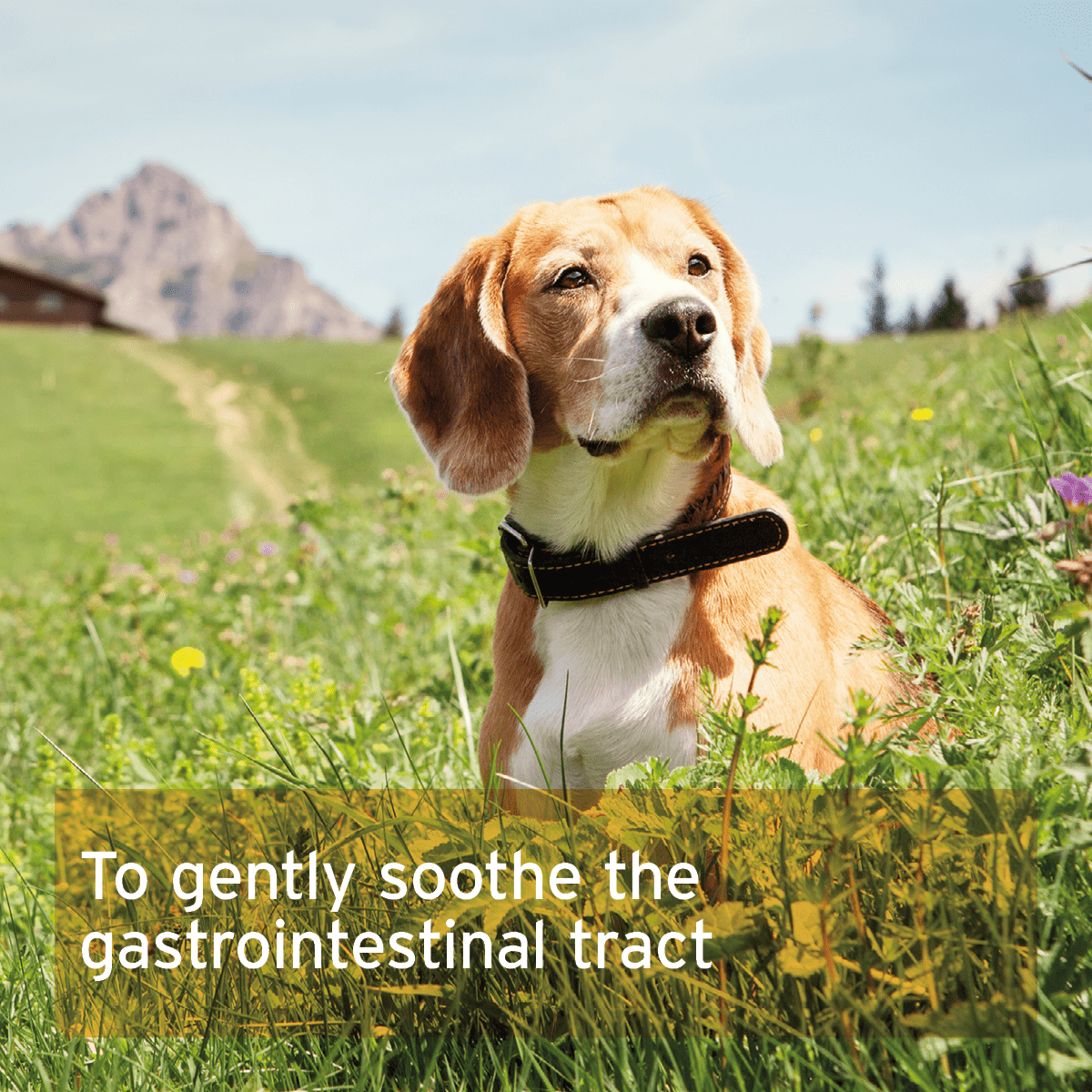 Digestox 500g - Supports Body Detoxification - AniForte UK