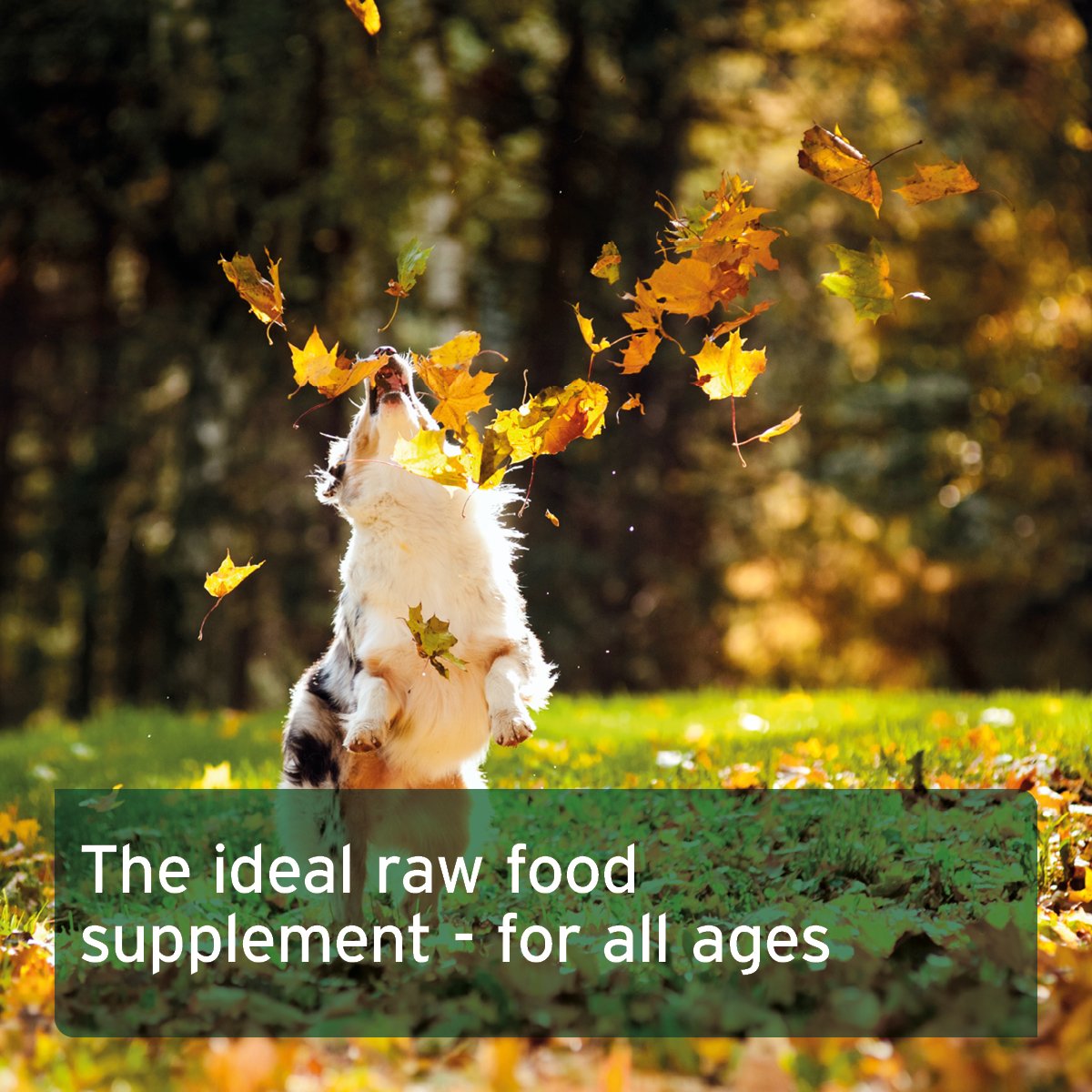 Eggshell Powder - Natural Calcium Supplement - AniForte UK