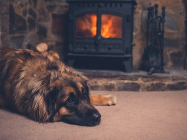 A large fluffy dog resting calmly on the rug by a log burner