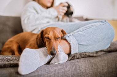 A sleepy dachshund curled up on the sofa against its owner's legs