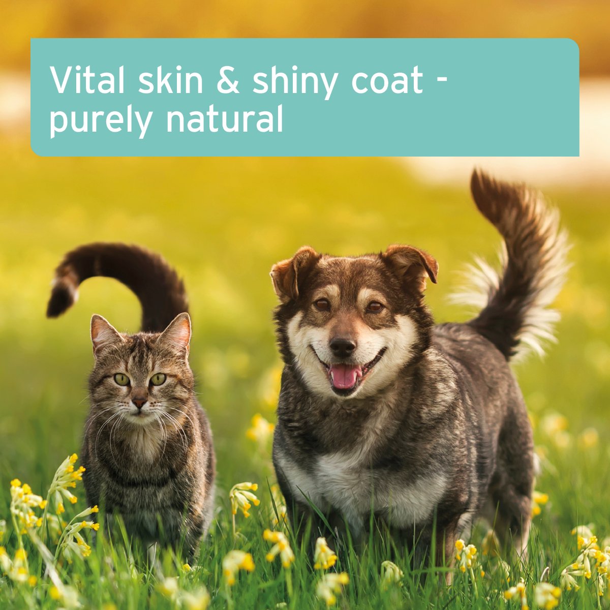 Fur Harmony Feed Oil 500ml - Supports Skin & Coat - AniForte UK