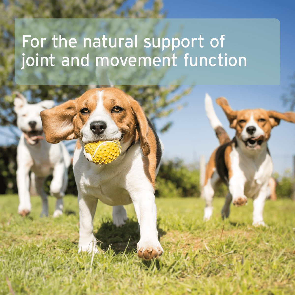 Green Lipped Mussel Capsules for Dogs - Joint Support Supplement - AniForte UK