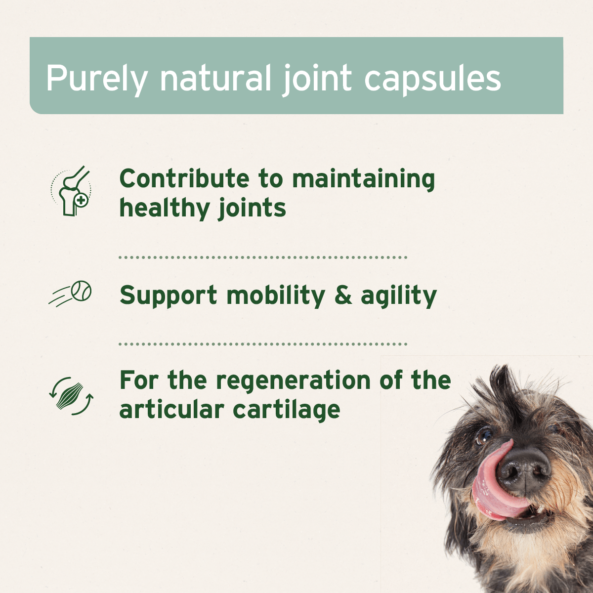 Green Lipped Mussel Capsules for Dogs - Joint Support Supplement - AniForte UK